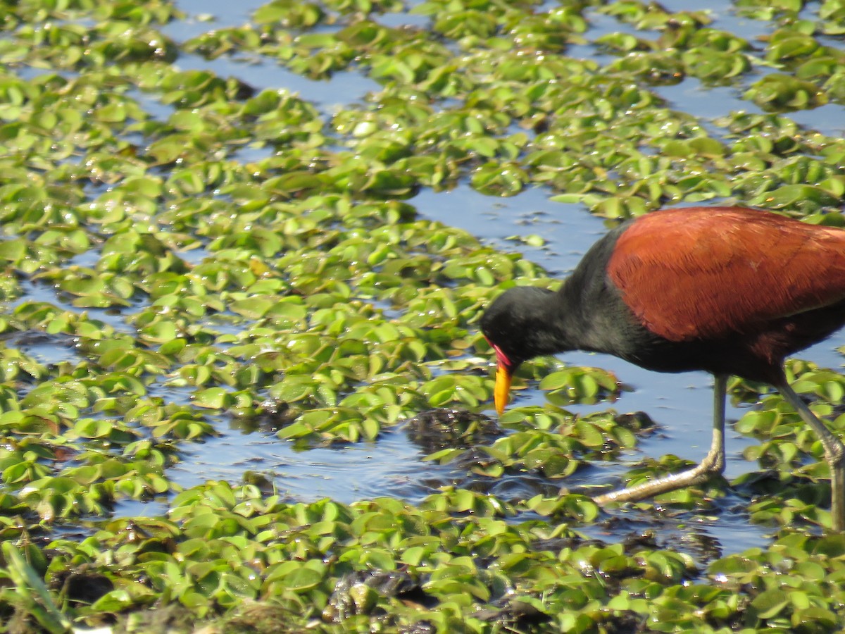 Jacana Suramericana - ML620503857