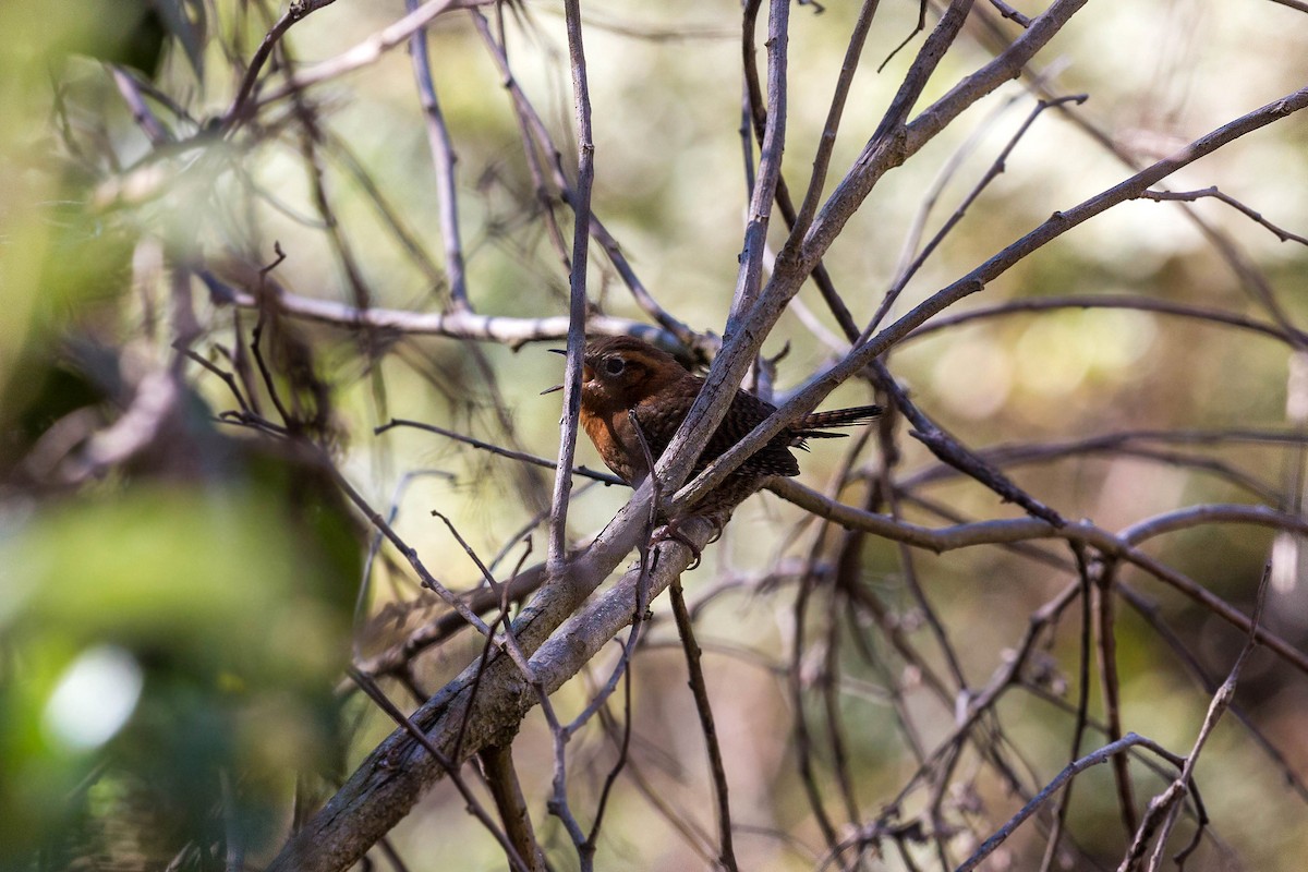 Rufous-browed Wren - ML620503867