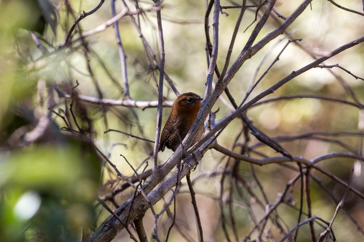 Rufous-browed Wren - ML620503870