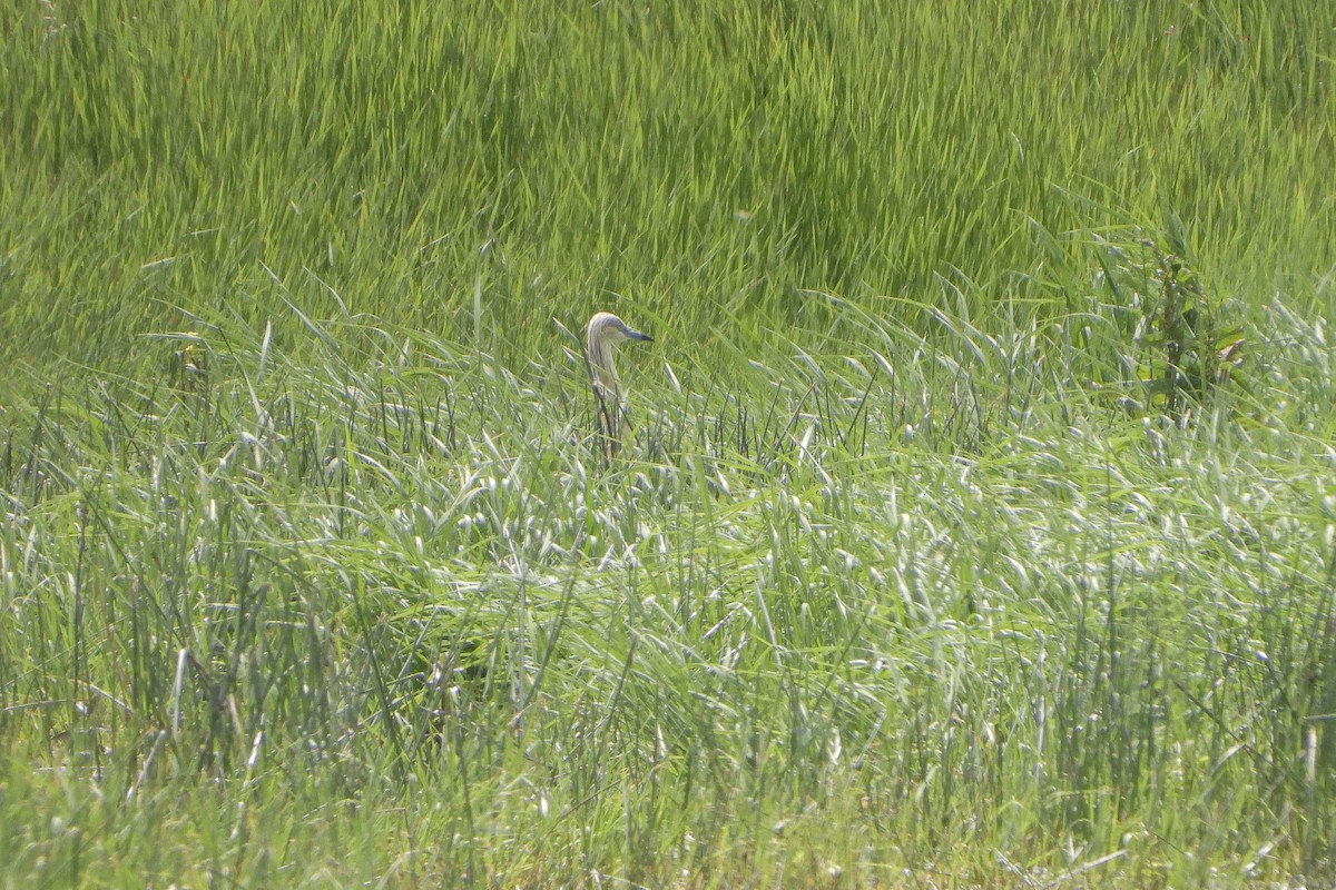 Squacco Heron - ML620503878