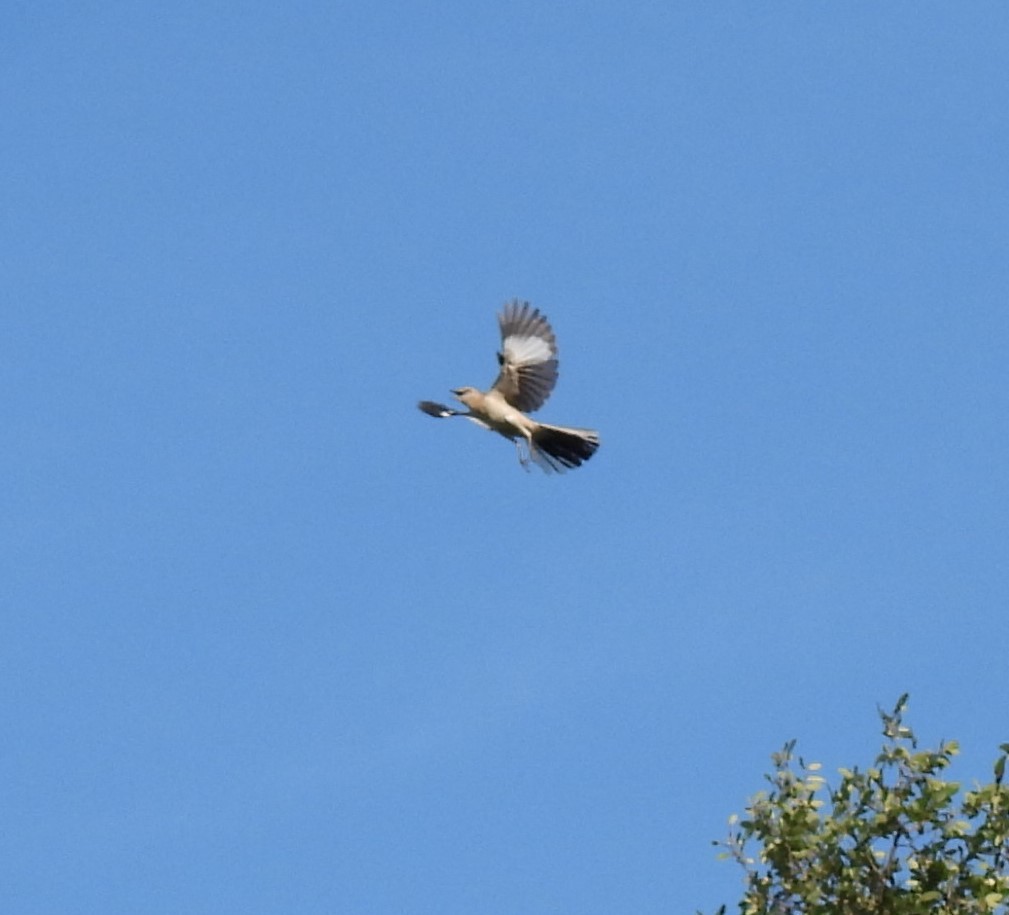 Northern Mockingbird - ML620503880