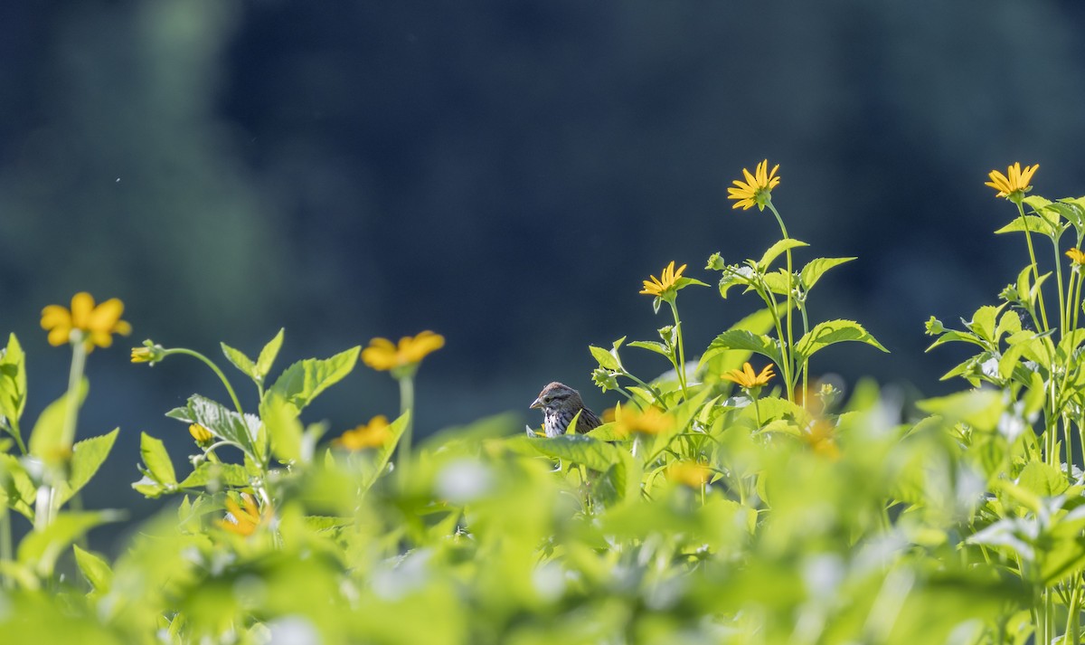 Song Sparrow - ML620503882