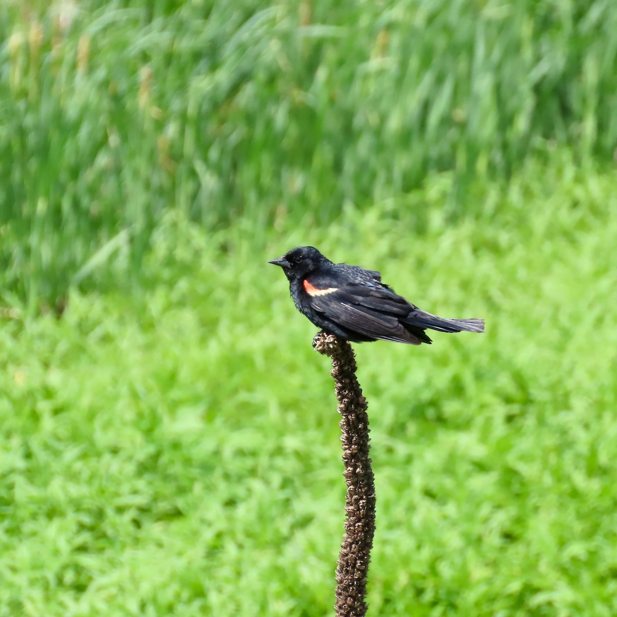 Red-winged Blackbird (Red-winged) - ML620503886