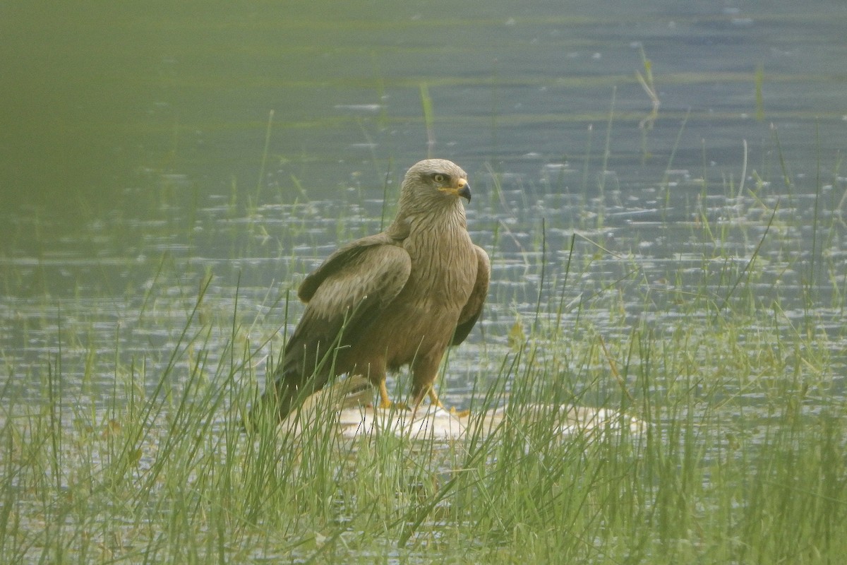 Black Kite - ML620503888