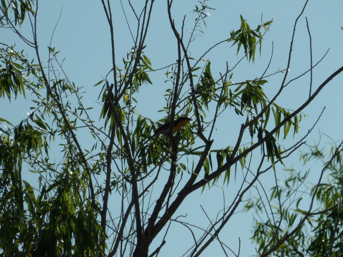 Yellow-breasted Chat - ML620503891
