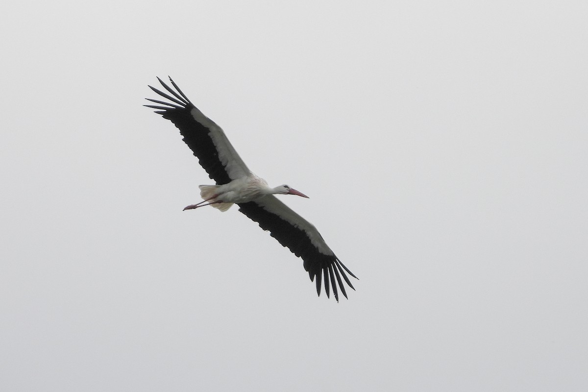 White Stork - ML620503892