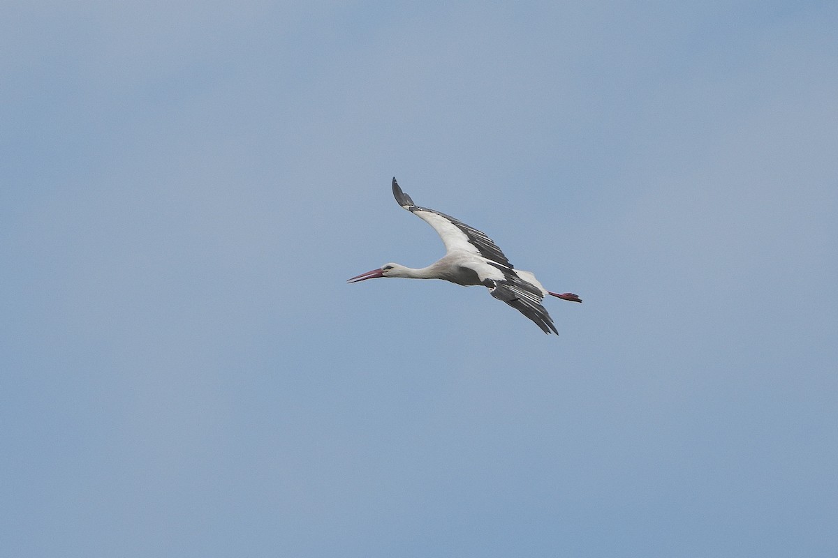White Stork - ML620503893