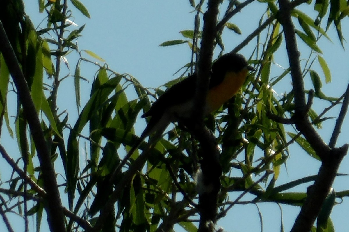 Yellow-breasted Chat - ML620503896