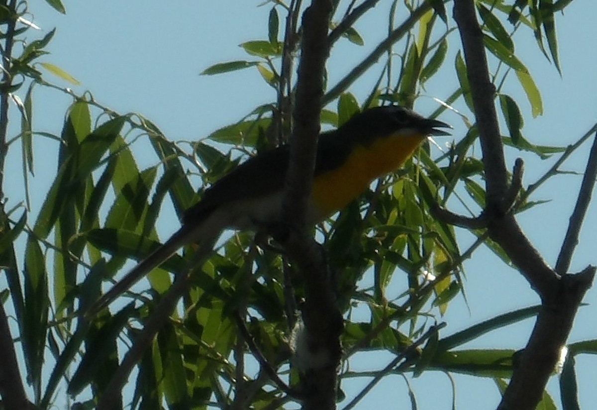 Yellow-breasted Chat - ML620503902