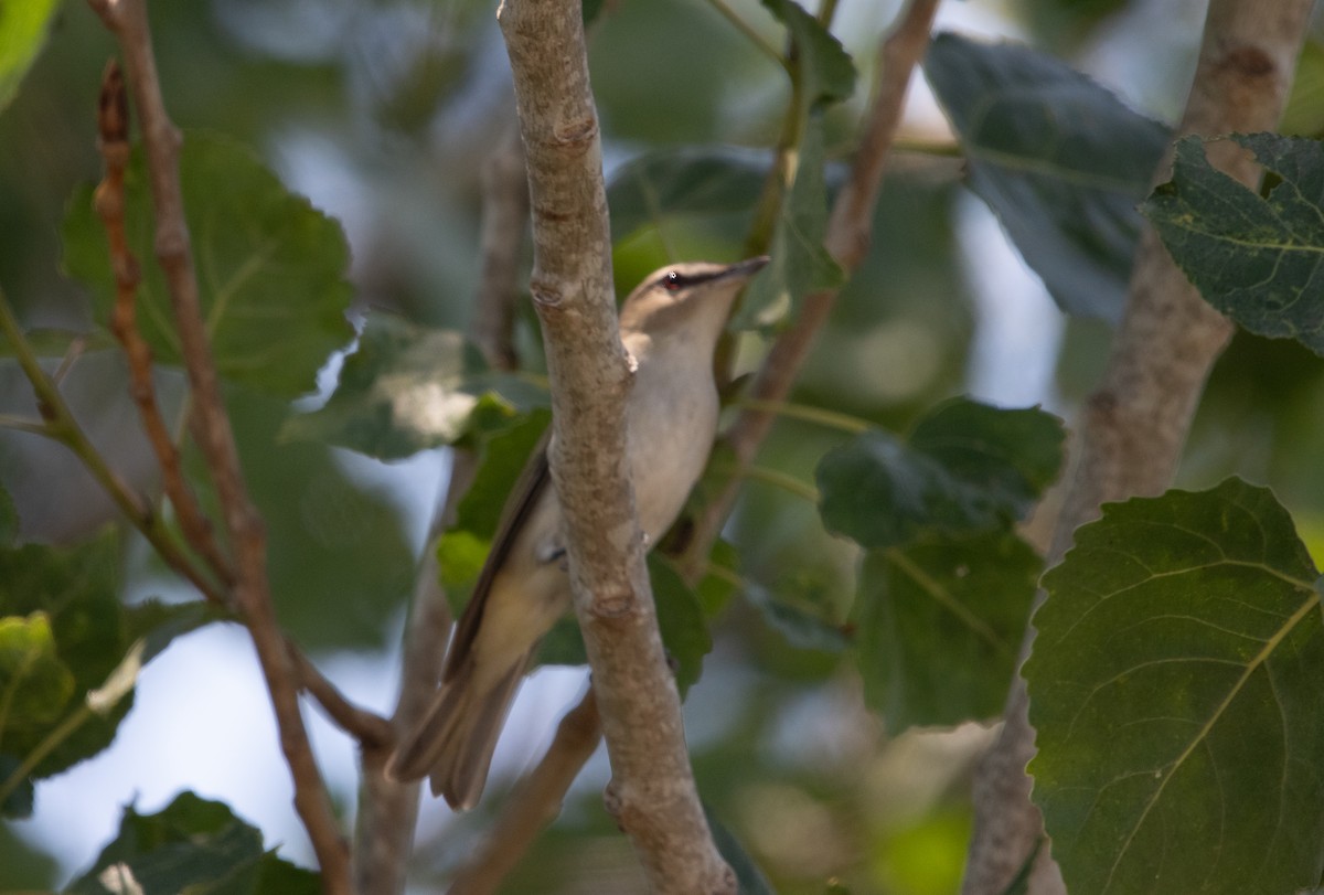 Red-eyed Vireo - ML620503906