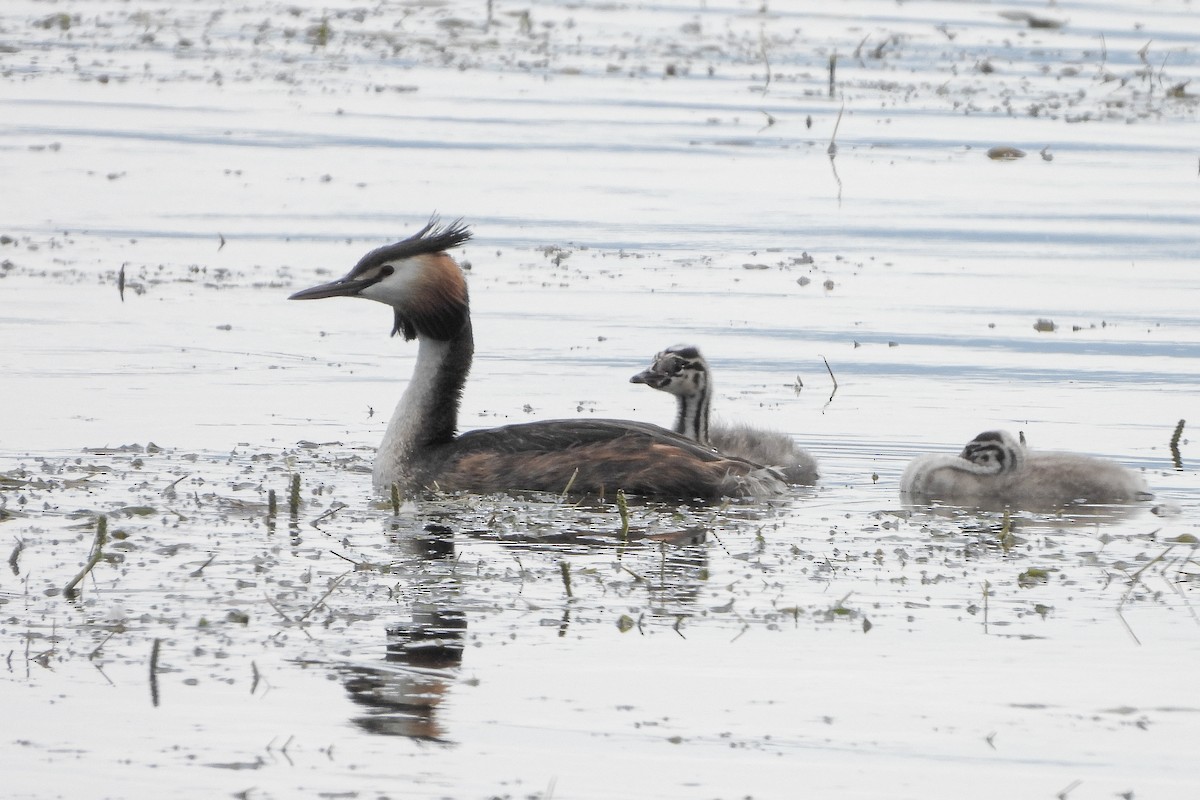 Great Crested Grebe - ML620503911