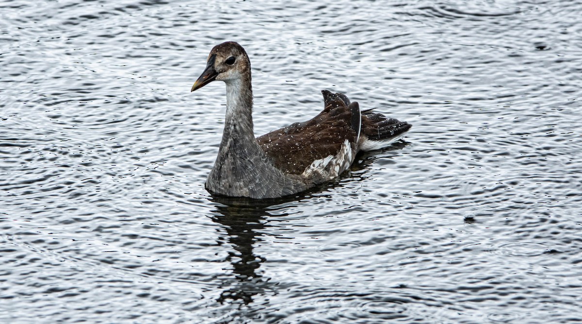 Common Gallinule - ML620503915