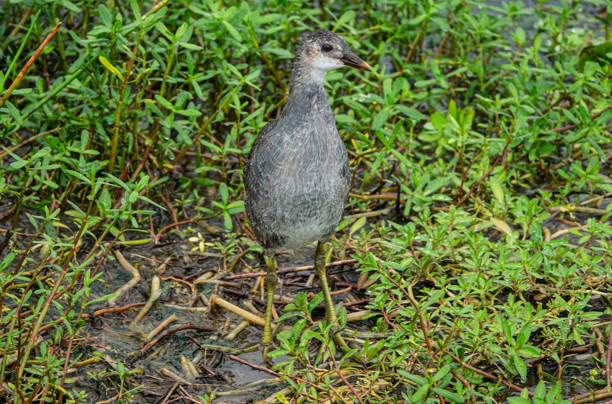 Gallinule d'Amérique - ML620503916