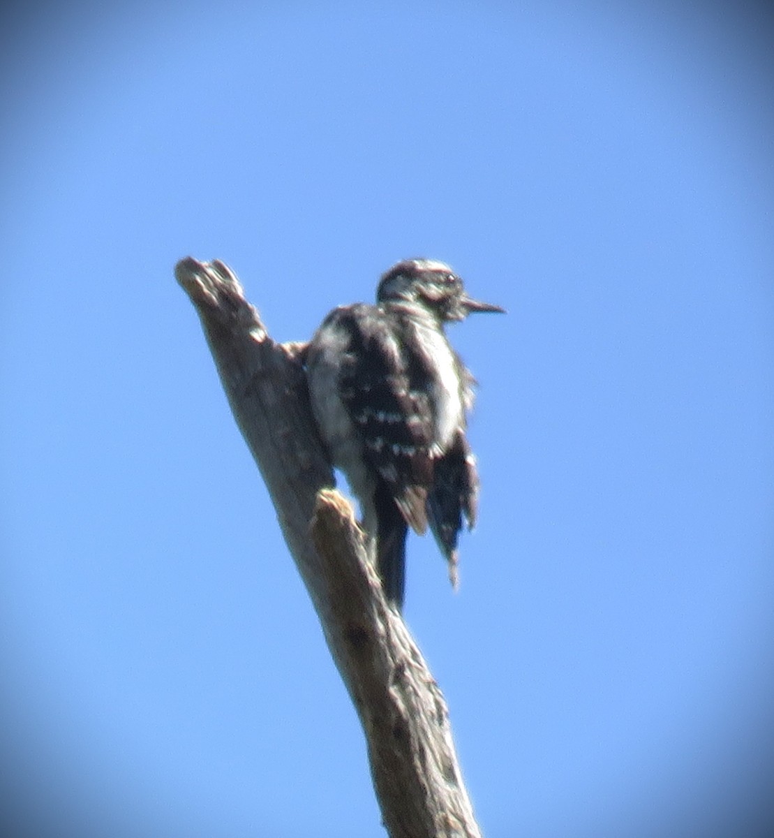 Hairy Woodpecker - ML620503917