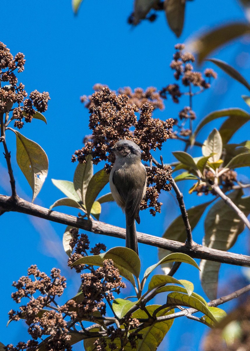 Bushtit (melanotis Group) - ML620503919