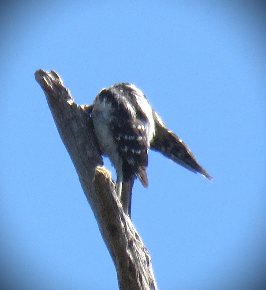 Hairy Woodpecker - ML620503924