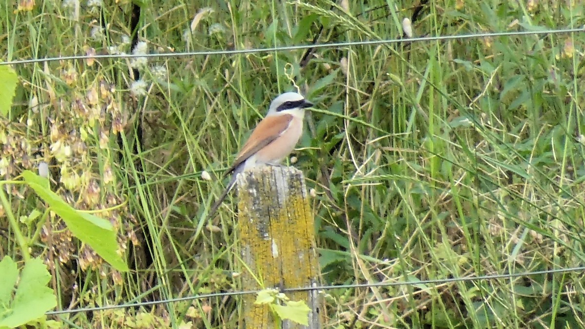 Red-backed Shrike - ML620503925