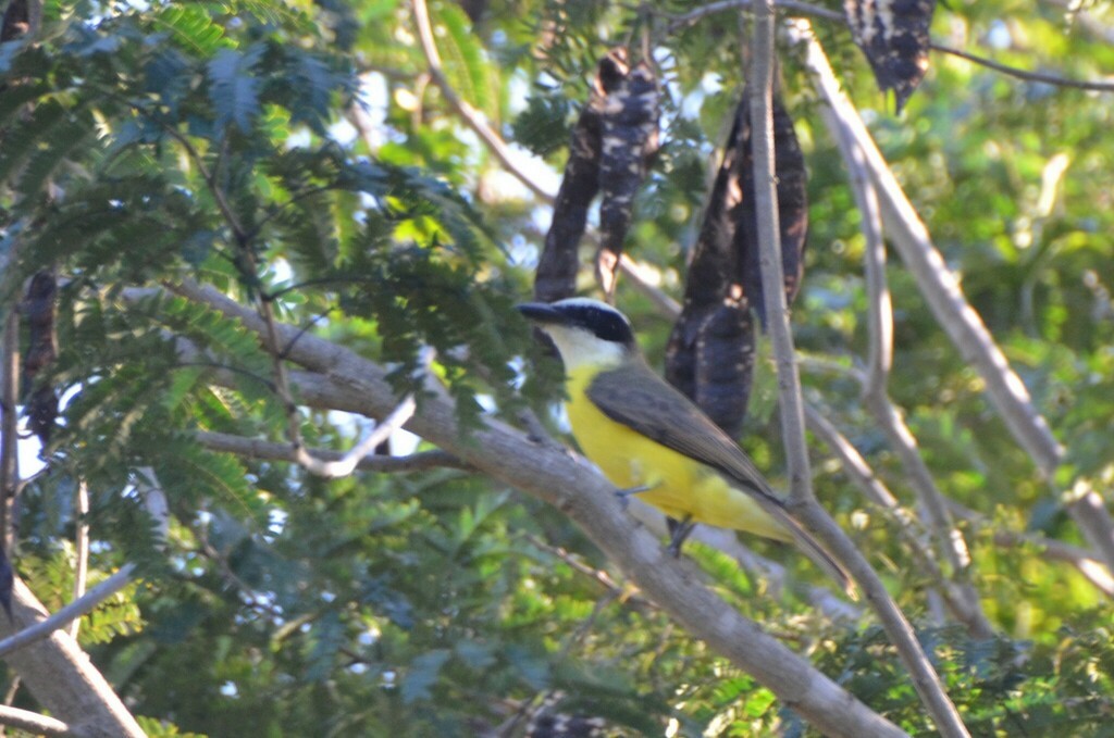 Boat-billed Flycatcher - ML620503926