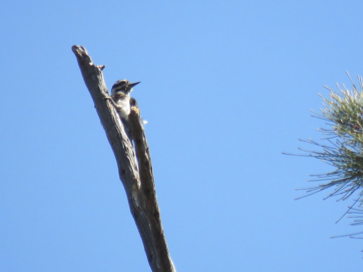 Hairy Woodpecker - ML620503930