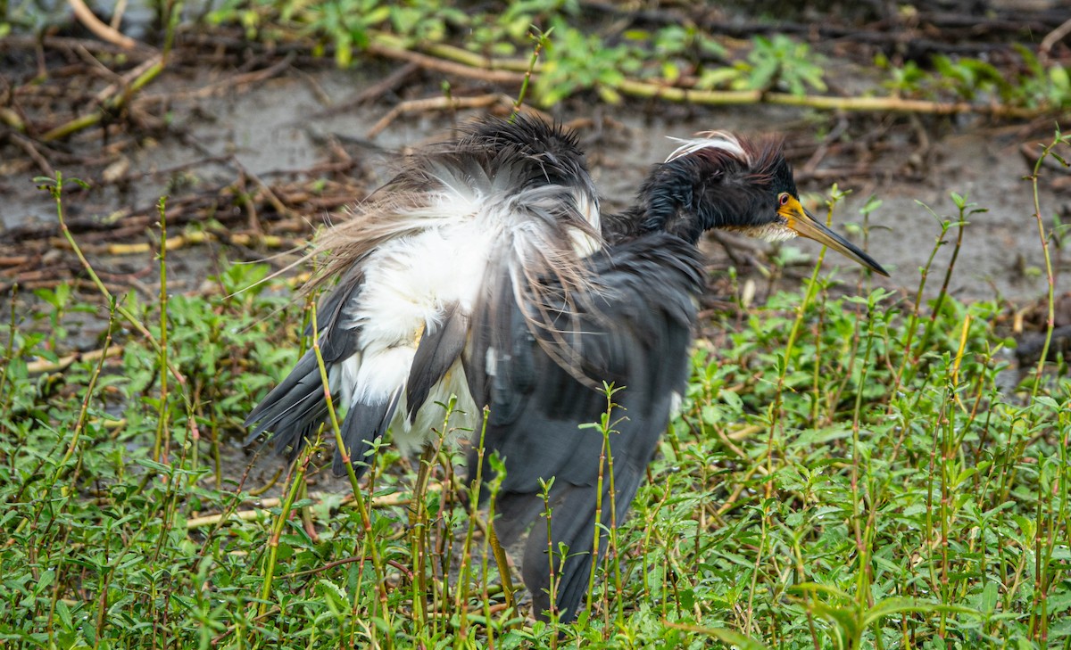 Tricolored Heron - ML620503931