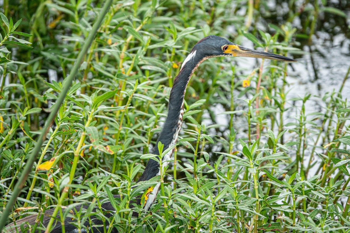 Tricolored Heron - ML620503932