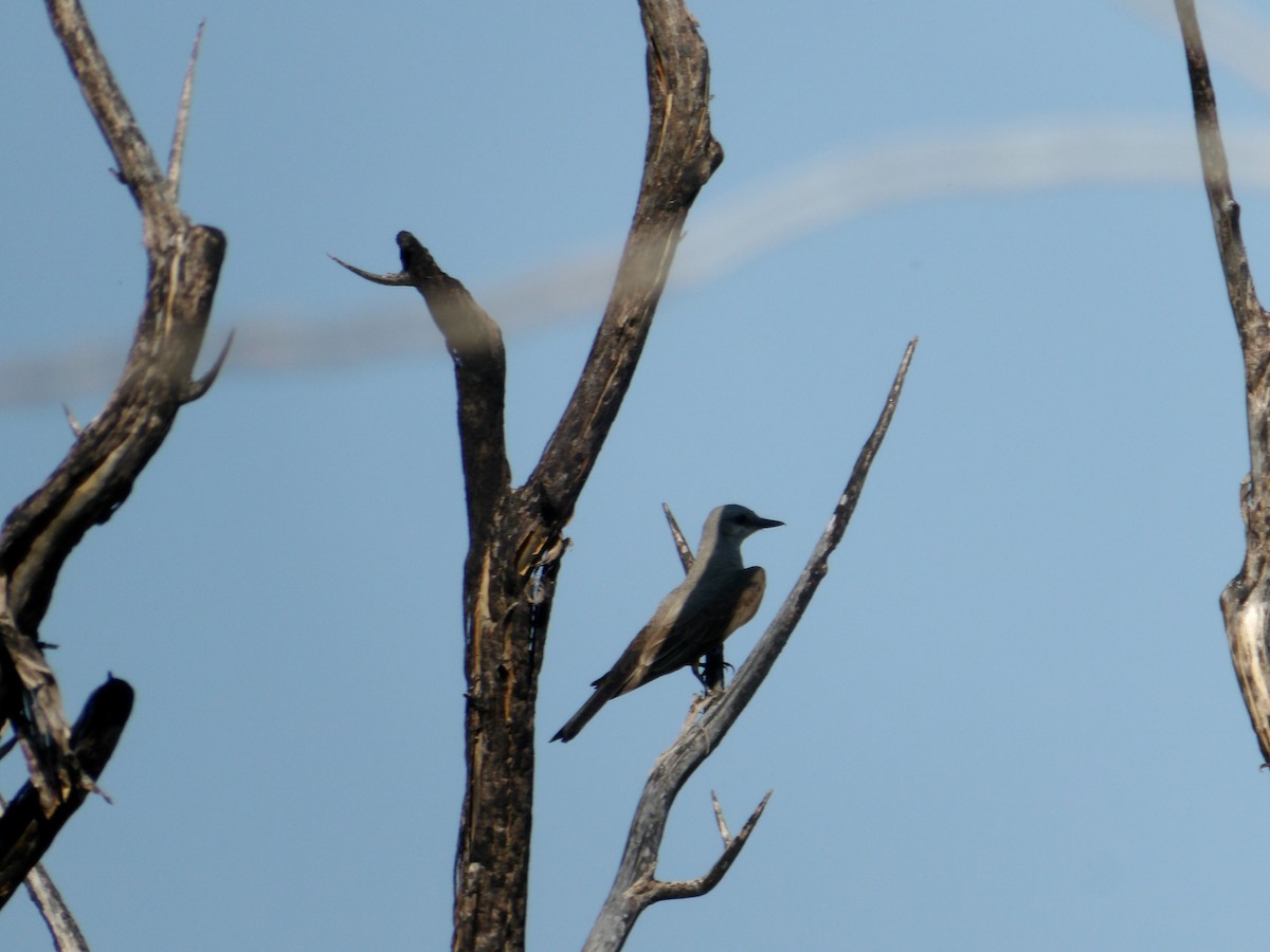 Western Kingbird - ML620503937