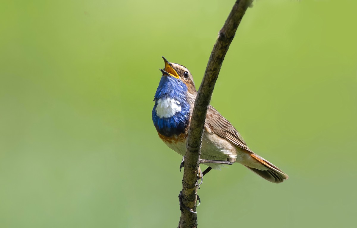 Bluethroat - ML620503948