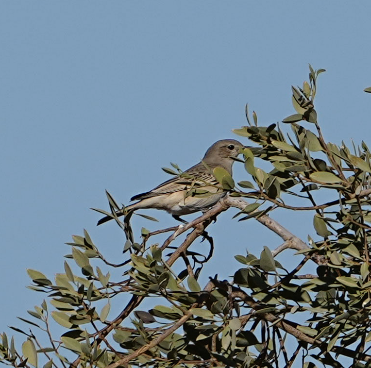 Chat Flycatcher - sheila rowe