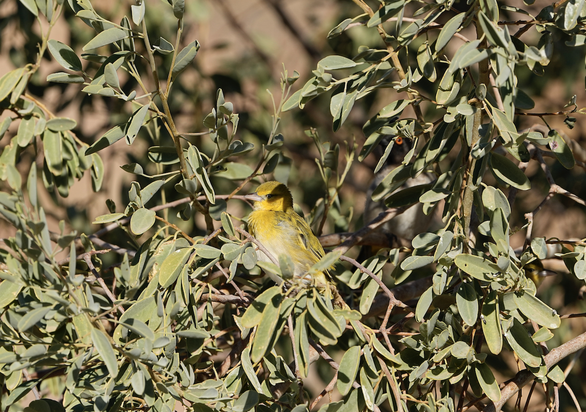 Lesser Masked-Weaver - sheila rowe