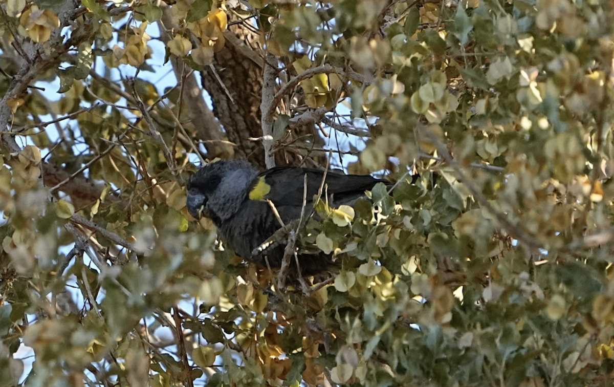 Helmeted Guineafowl - ML620503959