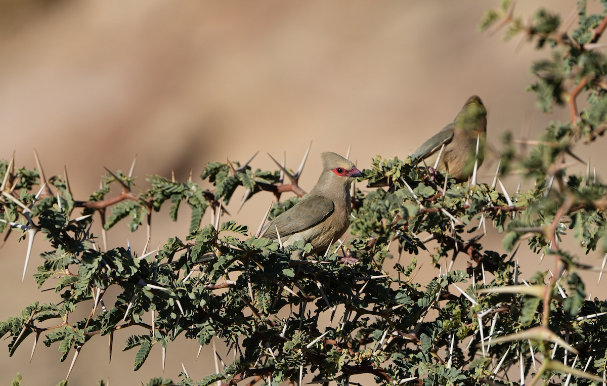 Red-faced Mousebird - sheila rowe