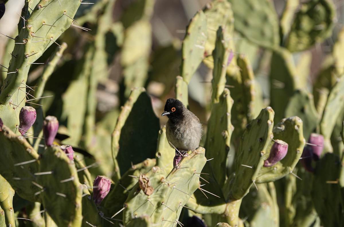 Bulbul Encapuchado - ML620503962