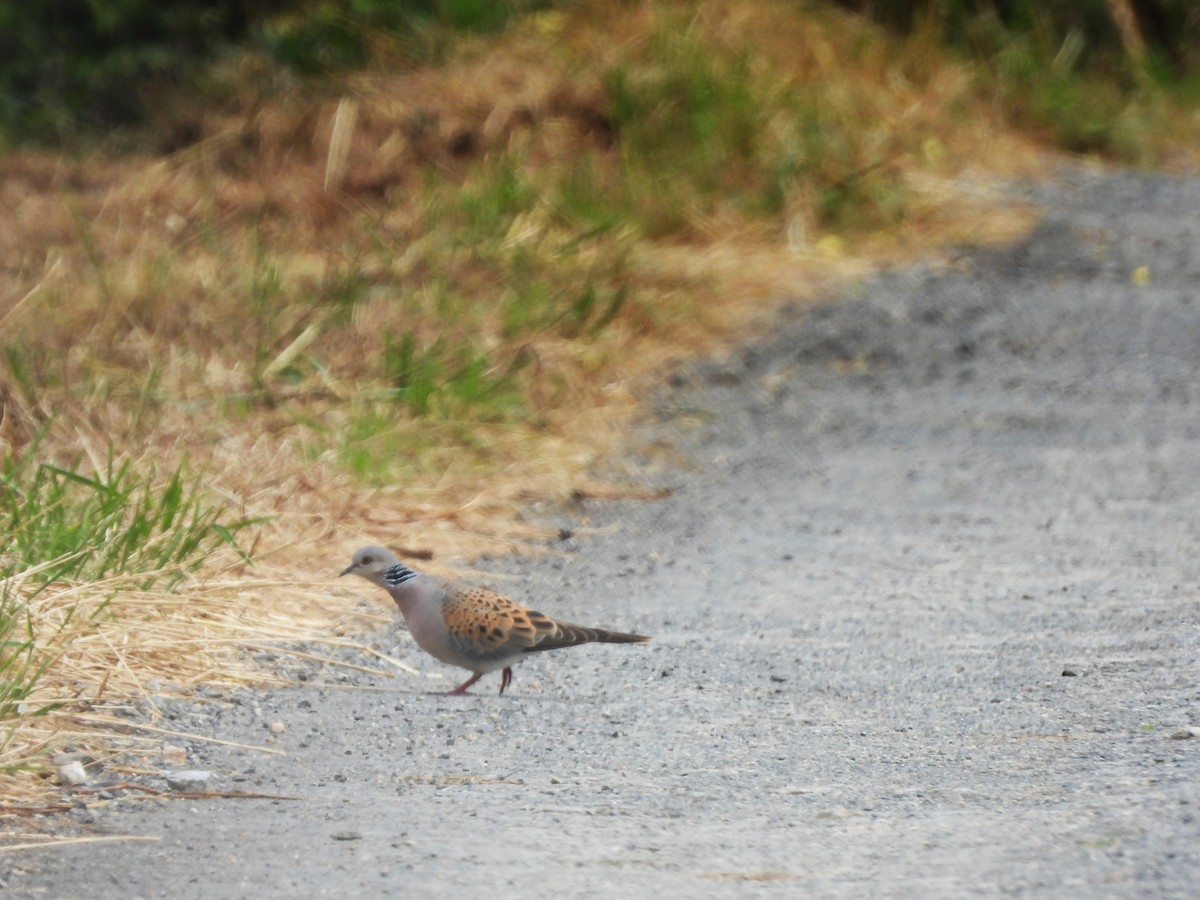 European Turtle-Dove - ML620503968