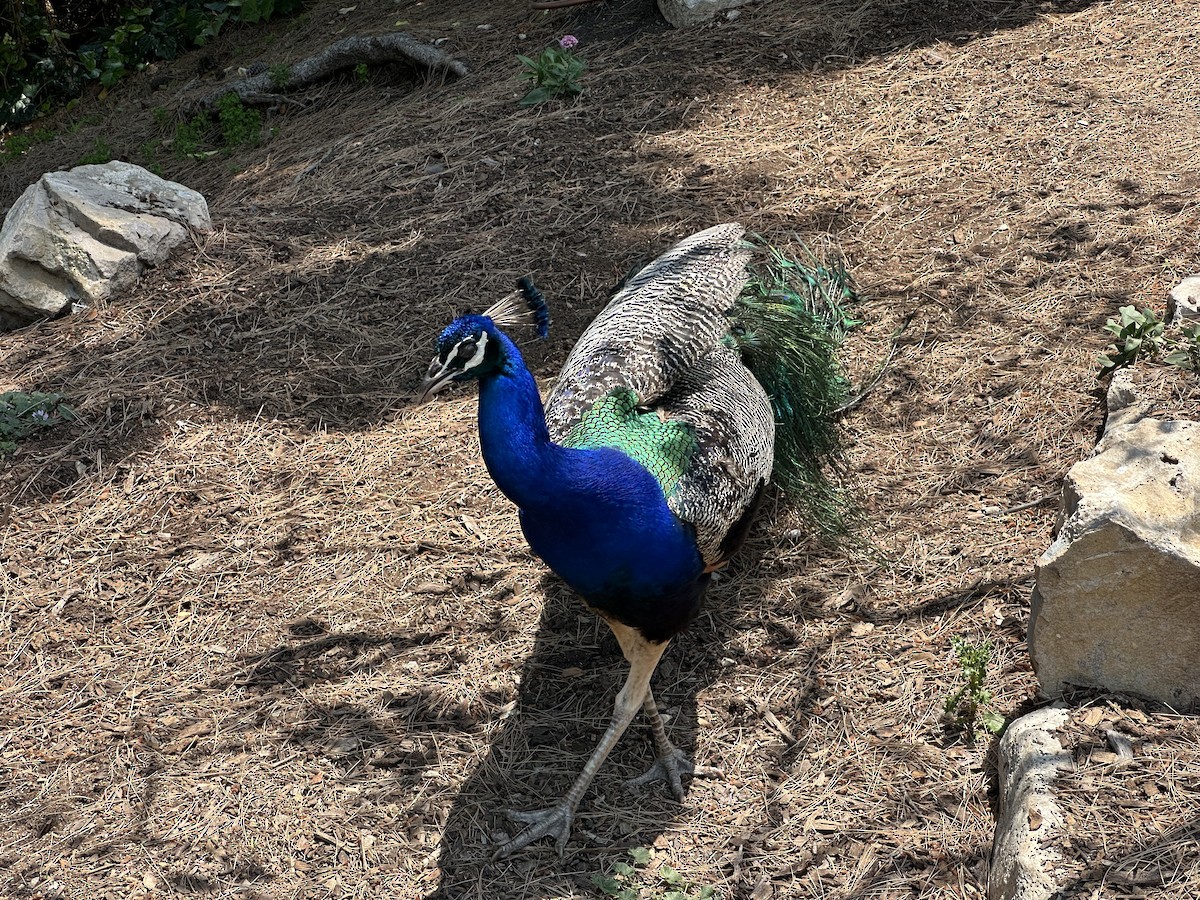 Indian Peafowl (Domestic type) - ML620503969