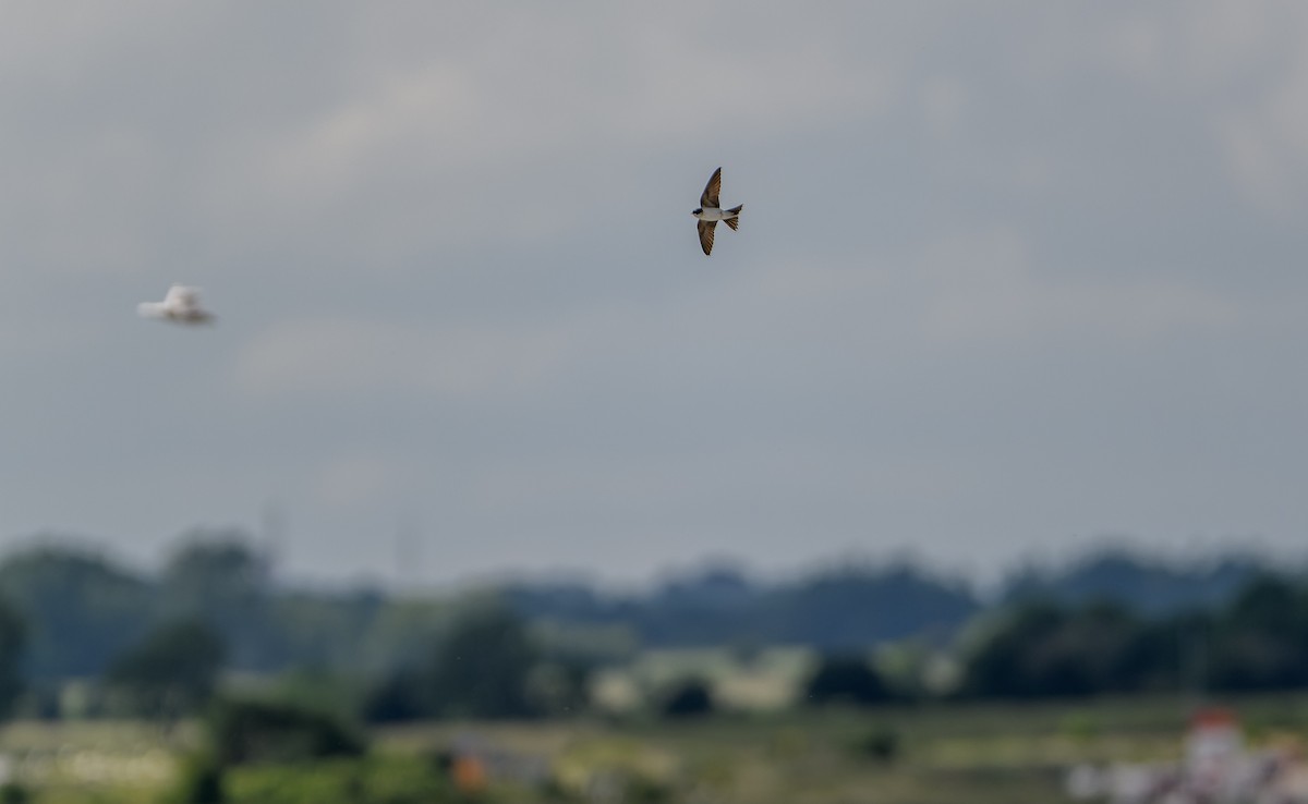 Western House-Martin - ML620503976