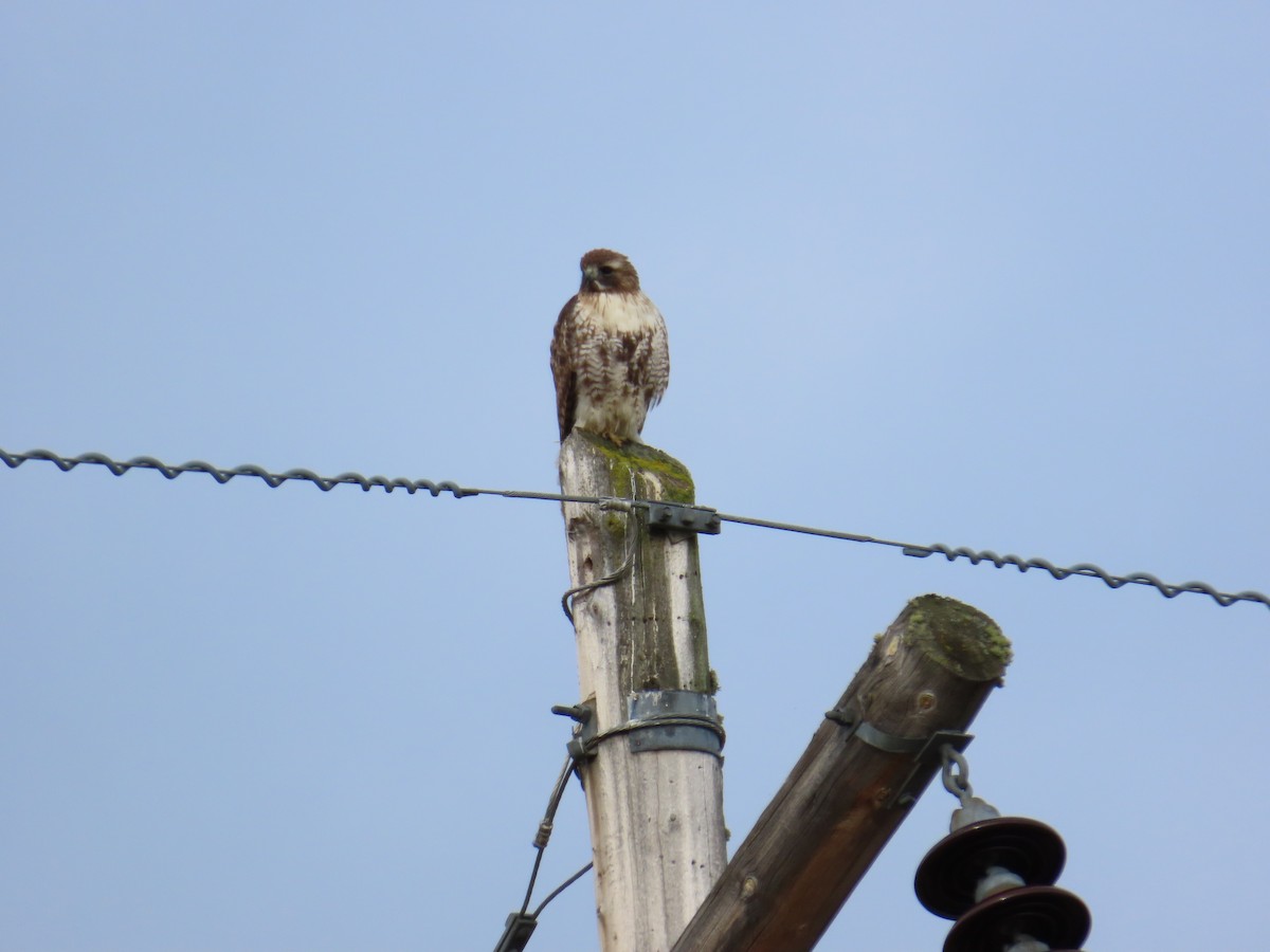 Red-tailed Hawk - ML620503978