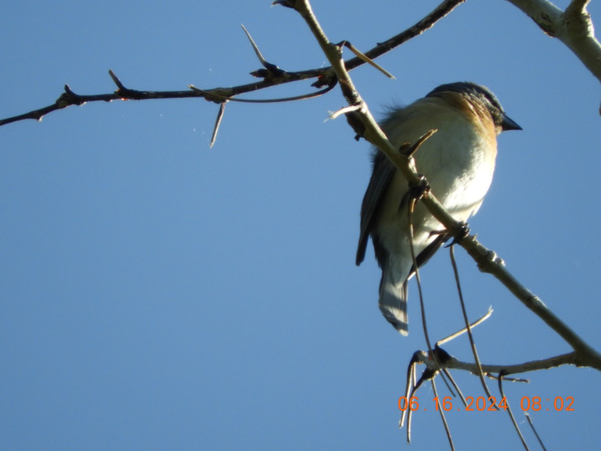 Lazuli Bunting - ML620503980