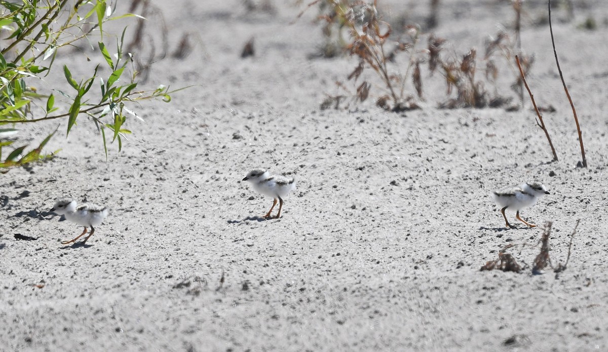 Piping Plover - ML620503988