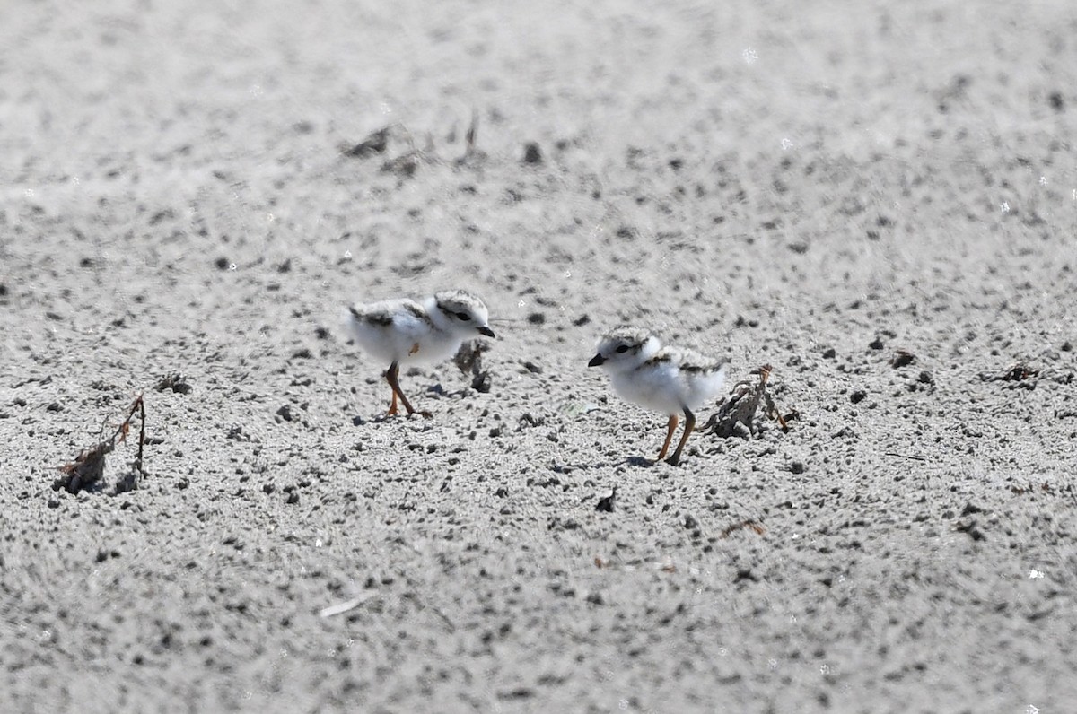 Piping Plover - ML620503989