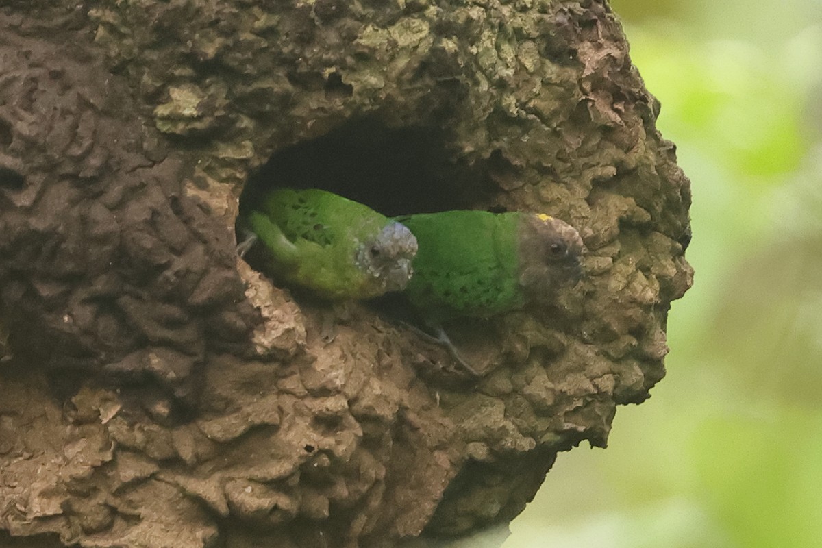 Geelvink Pygmy-Parrot - ML620503991