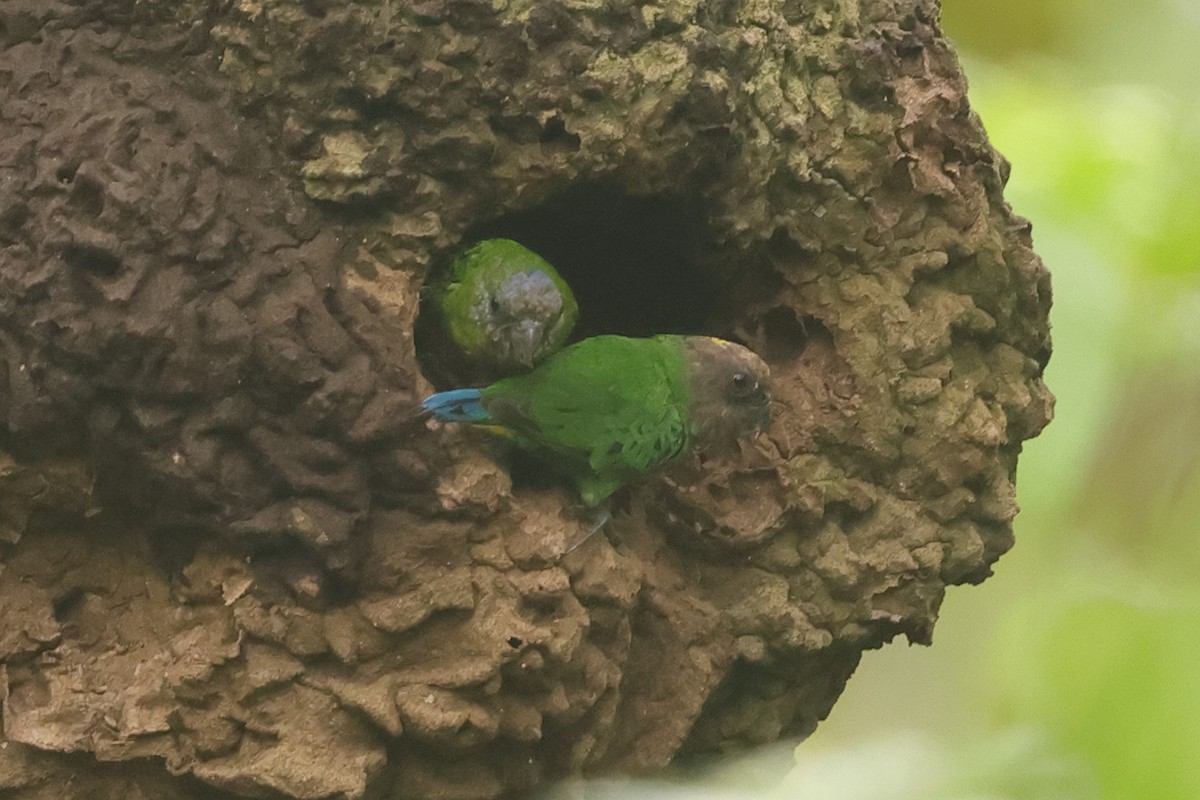 Geelvink Pygmy-Parrot - ML620503992
