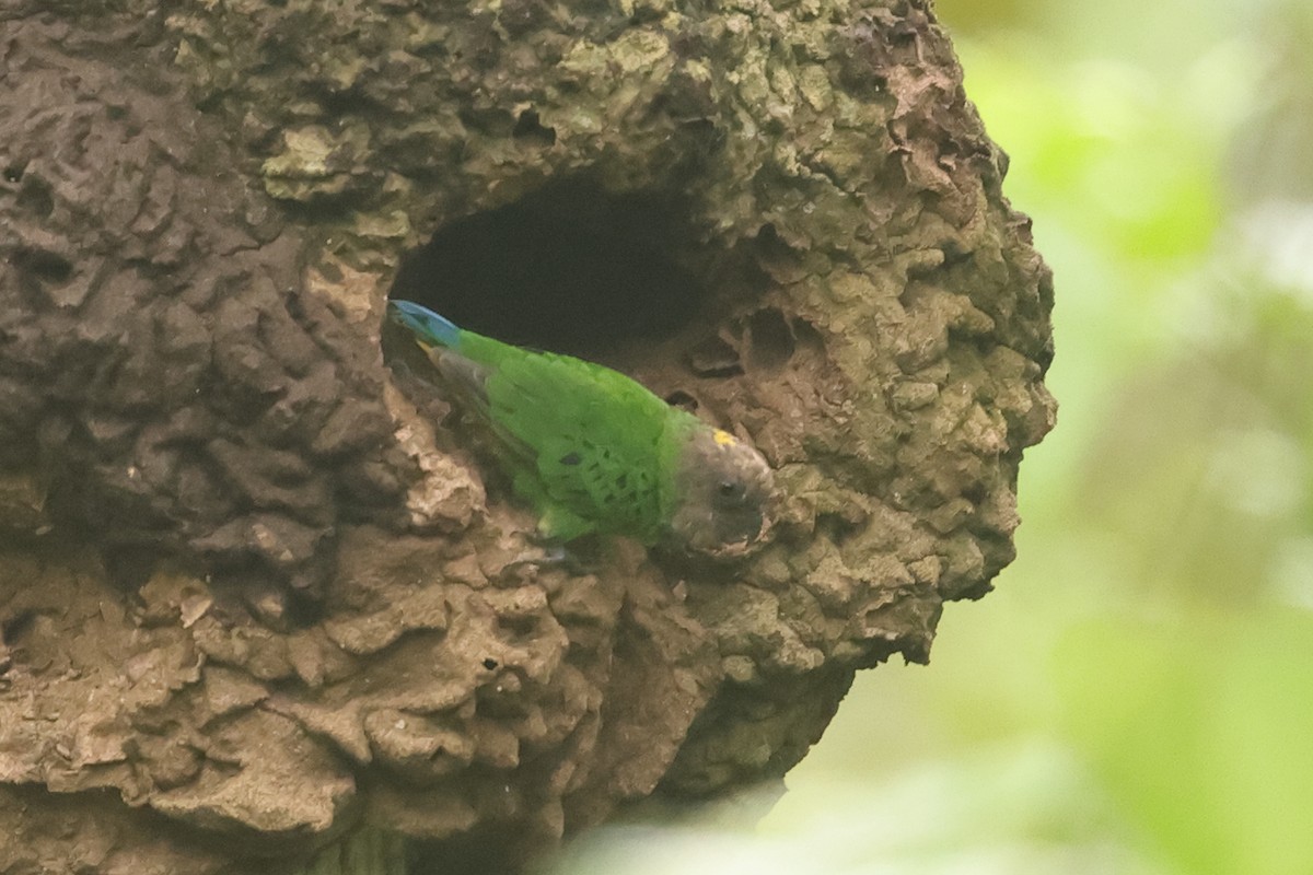 Geelvink Pygmy-Parrot - ML620503994