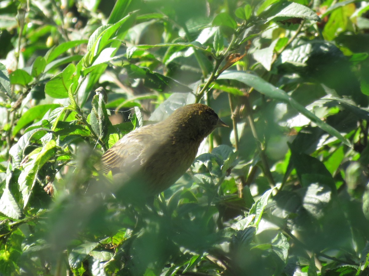 Chestnut-capped Blackbird - ML620503995