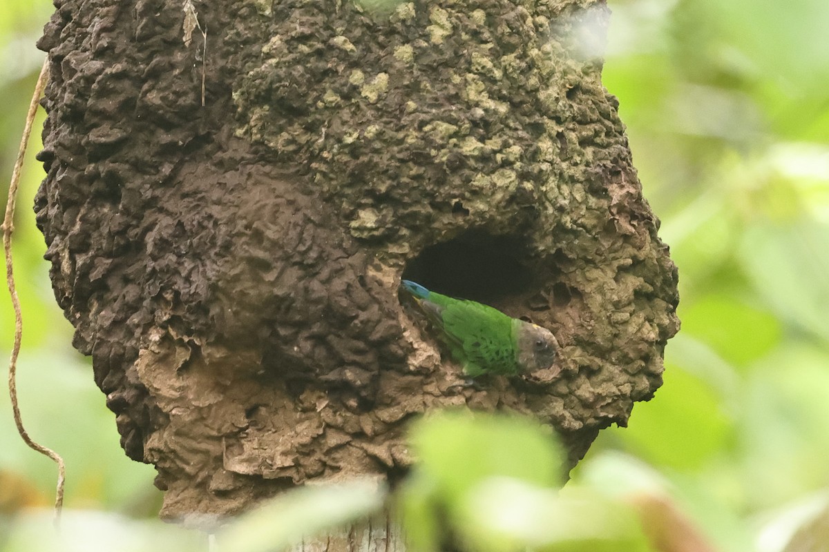 Geelvink Pygmy-Parrot - ML620503996