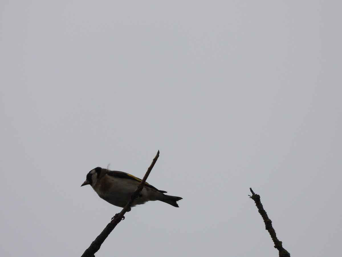 Chardonneret élégant - ML620504000