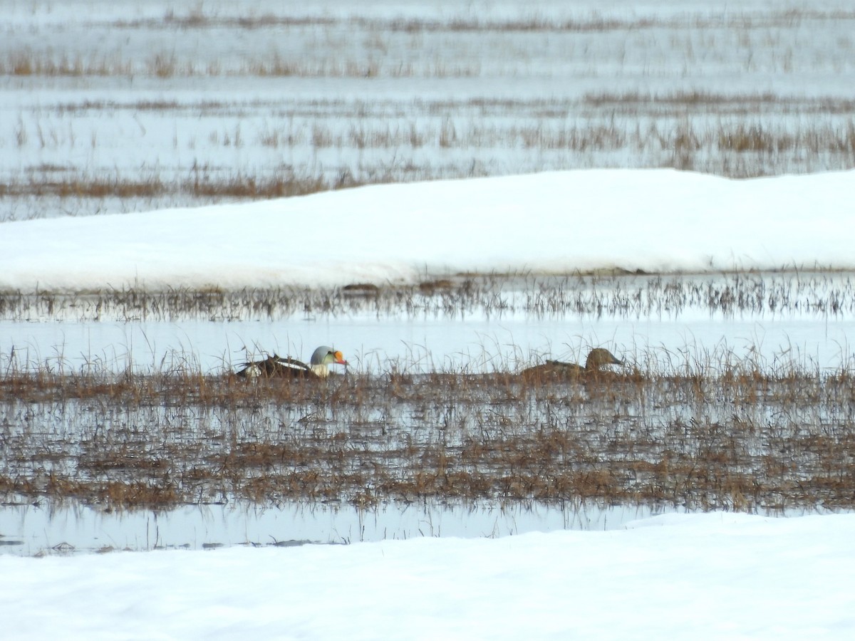 King Eider - Deborah Kurtz