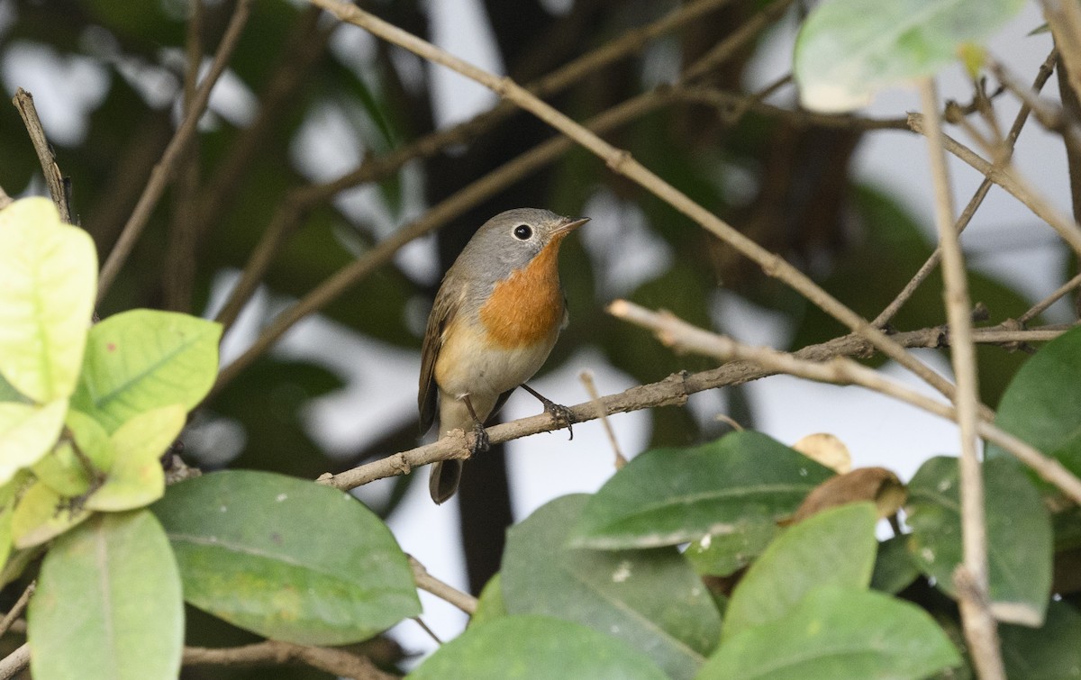 Red-breasted Flycatcher - ML620504003