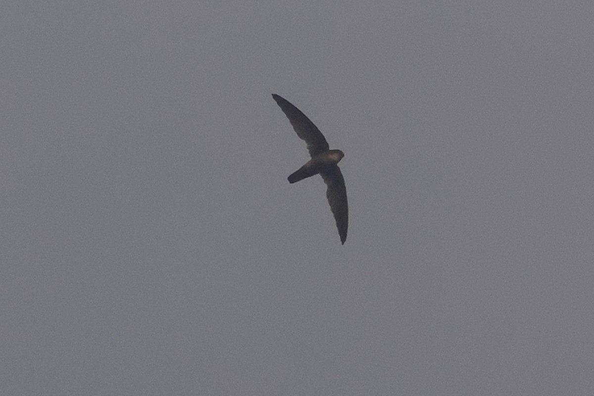 Glossy Swiftlet - ML620504004