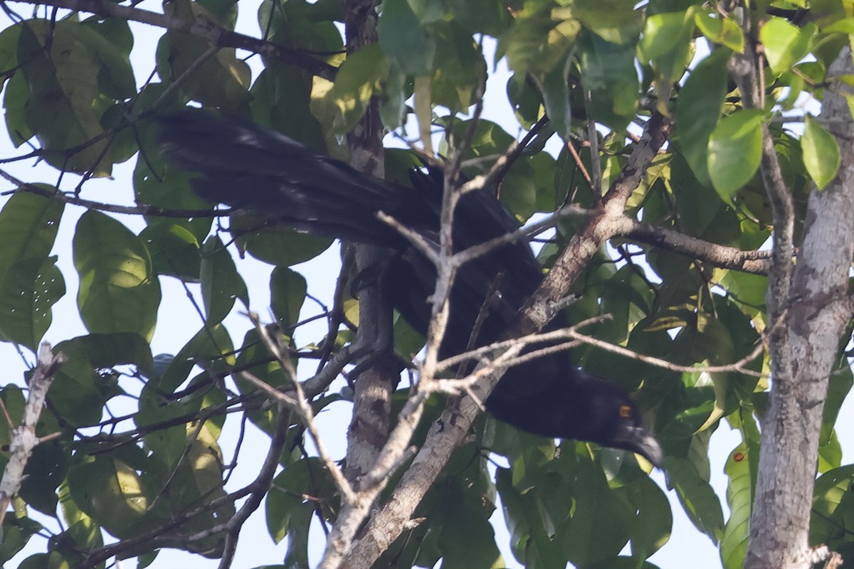 Biak Coucal - Fabio Olmos