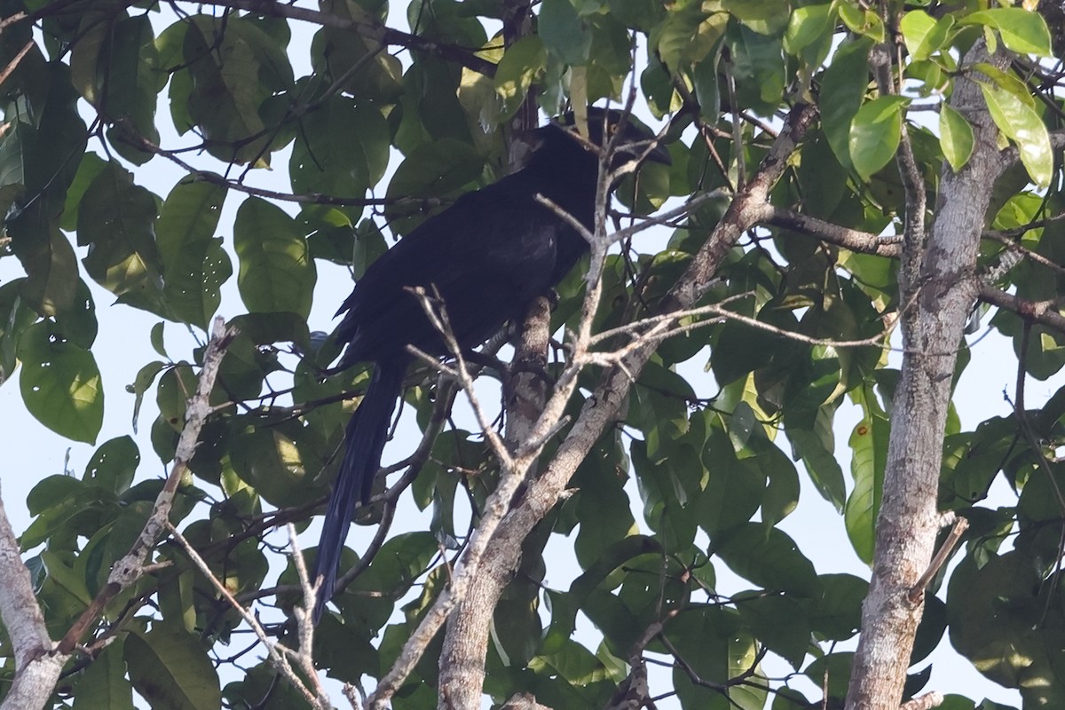 Coucal de Biak - ML620504010